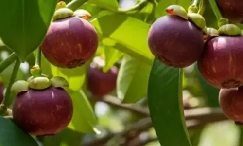 ഫലങ്ങളുടെ രാജ്ഞി; നന്നായി പരിപാലിച്ചാൽ നാല് വർഷംകൊണ്ട് മാങ്കോസ്റ്റീൻ കായ്ക്കും ഫലങ്ങളുടെ രാജ്ഞി; നന്നായി പരിപാലിച്ചാൽ നാല് വർഷംകൊണ്ട് മാങ്കോസ്റ്റീൻ കായ്ക്കും