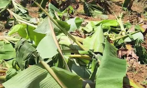 മഴക്കെടുതി: കേരളത്തിൽ 127.61 കോടിയുടെ കൃഷിനാശം