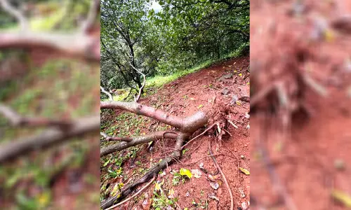 എടപ്പുഴയിൽ കാട്ടാനഭീഷണി തുടരുന്നു; വ്യാപകമായി കൃഷി നശിപ്പിച്ചു
