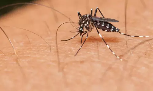 ഡെങ്കിപ്പനി; മഠത്തുംഭാഗത്ത് ഭീതിയൊഴിഞ്ഞില്ല