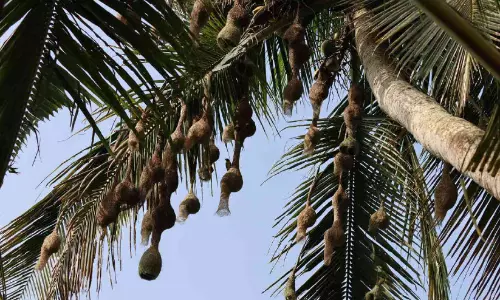 സൗത്ത് പല്ലാറിൽ വിസ്മയക്കാഴ്ചയൊരുക്കി ആറ്റക്കുരുവികൾ