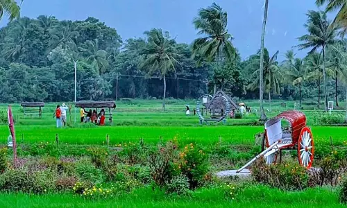 ‘നെൽക്കതിർ’ അവാർഡ് കൊല്ലങ്കോട് നെന്മേനി പാടശേഖരത്തിന്