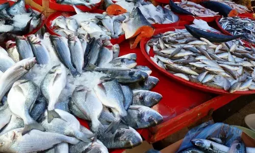 fish fish