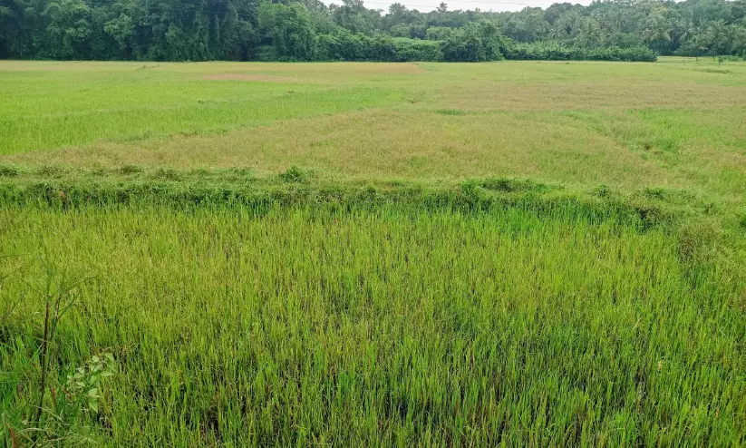 നെല്ല് സംഭരണ വില ലഭ്യമായില്ല; മണ്ണൂരിൽ രണ്ടാം വിളയും തരിശിടാൻ കർഷകർ നെല്ല് സംഭരണ വില ലഭ്യമായില്ല; മണ്ണൂരിൽ രണ്ടാം വിളയും തരിശിടാൻ കർഷകർ