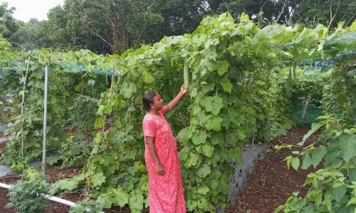 അച്ഛന്റെ കൃഷിപാഠത്തിൽ സാവിത്രിയുടെ തിലകക്കൊയ്ത്ത് അച്ഛന്റെ കൃഷിപാഠത്തിൽ സാവിത്രിയുടെ തിലകക്കൊയ്ത്ത്