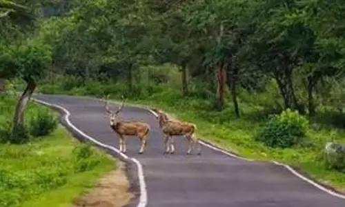 മ​സി​ന​ഗു​ഡി-​ക​ല്ല​ട്ടി റൂ​ട്ടി​ൽ ടൂ​റി​സ്റ്റ് വാ​ഹ​ന​ങ്ങ​ൾ​ക്ക് വീ​ണ്ടും അ​നു​മ​തി