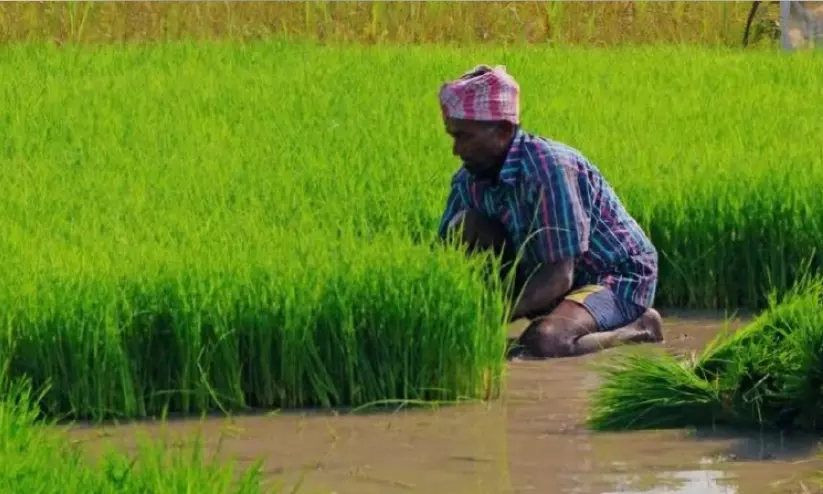 മഴക്കുറവ് അതിജീവിച്ച് മംഗളൂരുവിൽ നെൽകൃഷി മഴക്കുറവ് അതിജീവിച്ച് മംഗളൂരുവിൽ നെൽകൃഷി