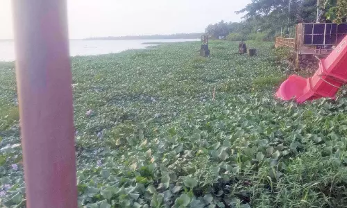 പോളയും മാലിന്യവും നിറഞ്ഞ് വേമ്പനാട്ട് കായൽ; കക്ക-മത്സ്യത്തൊഴിലാളികൾ പ്രതിസന്ധിയിൽ