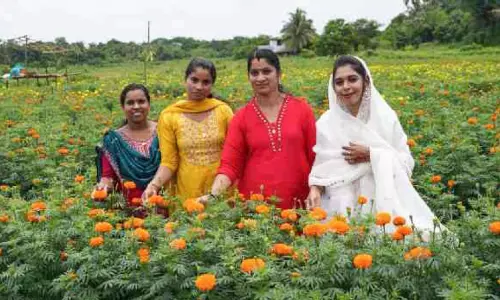 പെൺകരുത്തിൽ തരിശുഭൂമിക്ക് ചെണ്ടുമല്ലി വസന്തം