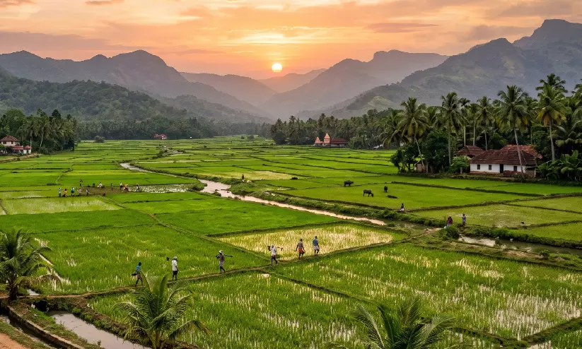 നെൽകൃഷിയിൽ രോഗവ്യാപനം; മുന്നറിയിപ്പുമായി കൃഷി വകുപ്പ് നെൽകൃഷിയിൽ രോഗവ്യാപനം; മുന്നറിയിപ്പുമായി കൃഷി വകുപ്പ്