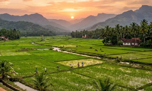 നെൽകൃഷിയിൽ രോഗവ്യാപനം; മുന്നറിയിപ്പുമായി കൃഷി വകുപ്പ് നെൽകൃഷിയിൽ രോഗവ്യാപനം; മുന്നറിയിപ്പുമായി കൃഷി വകുപ്പ്