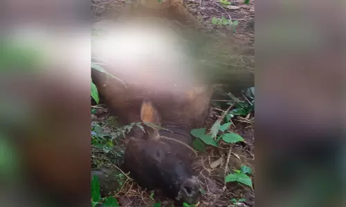 തവളപ്പാറയിൽ വന്യജീവി ആക്രമണം; പശുക്കിടാവിനെ കൊന്നു തവളപ്പാറയിൽ വന്യജീവി ആക്രമണം; പശുക്കിടാവിനെ കൊന്നു