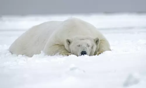 Polar Bear