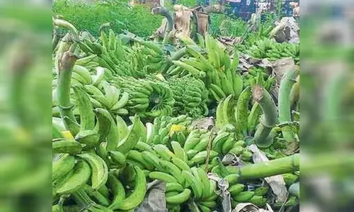 ഓണം ഇങ്ങ് എത്തി; ഏത്തക്കായക്ക് വില വിർധിക്കുന്നു ഓണം ഇങ്ങ് എത്തി; ഏത്തക്കായക്ക് വില വിർധിക്കുന്നു