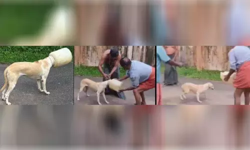ബക്കറ്റ് തലയിൽ കുടുങ്ങിയ നായെ രക്ഷപ്പെടുത്തി