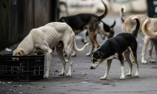തെരുവു നായ നിയന്ത്രണം; തദ്ദേശ സ്ഥാപനങ്ങളെ കക്ഷി ചേർക്കാൻ ഹൈകോടതി നിർദേശം
