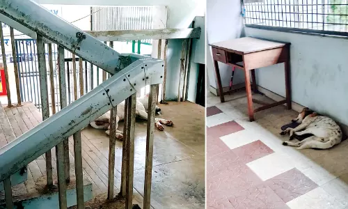 സിവിൽ സ്റ്റേഷൻ തെരുവുനായ്ക്കളുടെ താവളം;   സന്ദർശകരും ജീവനക്കാരും ഭീതിയിൽ