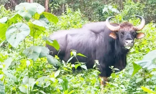 ജനവാസമേഖലയില്‍ വീണ്ടും കാട്ടുപോത്തുകള്‍; ഭീതിയൊഴിയാതെ നാട്ടുകാർ