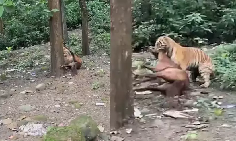 Tiger Attack Tiger Attack