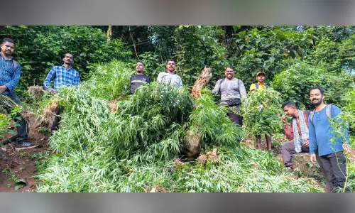 അട്ടപ്പാടിയിൽ 15 തോട്ടങ്ങളിലെ 2373 കഞ്ചാവ് ചെടികൾ നശിപ്പിച്ചു അട്ടപ്പാടിയിൽ 15 തോട്ടങ്ങളിലെ 2373 കഞ്ചാവ് ചെടികൾ നശിപ്പിച്ചു