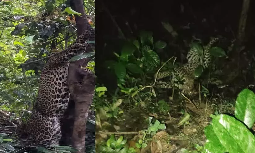 https://www.madhyamam.com/tags/leopard https://www.madhyamam.com/tags/leopard