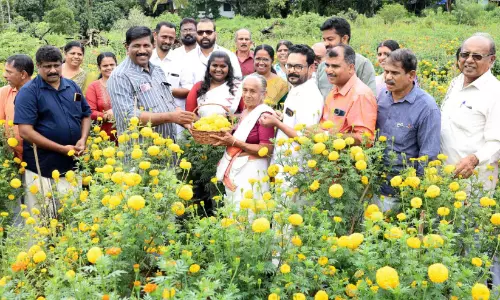 ഓണത്തിന് പൂക്കൾ റെഡി; ഒരേക്കർ സ്ഥലത്ത് ചെണ്ടുമല്ലി വിരിയിച്ച് രാവണേശ്വരത്തെ പുരുഷ സ്വയം സഹായ സംഘം