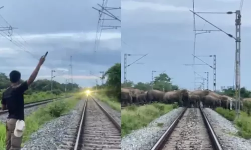 herd of elephants herd of elephants