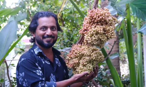 ഓരോ കുലയിലും ആയിരത്തിലധികം കായ്കൾ; അപൂർവയിനം ‘കമ്പോഡിയൻ മുന്തിരി’ വിളയിച്ചെടുത്ത് കയ്പമംഗലം സ്വദേശി ഓരോ കുലയിലും ആയിരത്തിലധികം കായ്കൾ; അപൂർവയിനം ‘കമ്പോഡിയൻ മുന്തിരി’ വിളയിച്ചെടുത്ത് കയ്പമംഗലം സ്വദേശി
