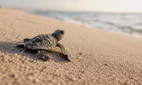 അബൂദബിയിൽ ആദ്യമായി ഒലിവ് റിഡ്‌ലി ആമ മുട്ടയിട്ടു
