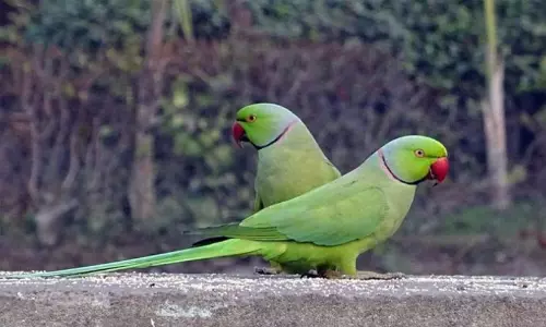 7 Animals You Cannot Keep as Pets at Home in India Under Wildlife Protection Act 7 Animals You Cannot Keep as Pets at Home in India Under Wildlife Protection Act