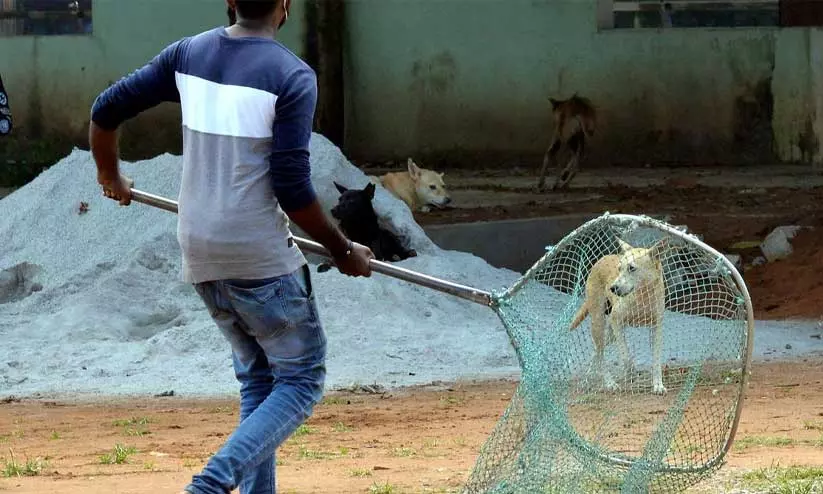 https://www.madhyamam.com/tags/stray-dog https://www.madhyamam.com/tags/stray-dog