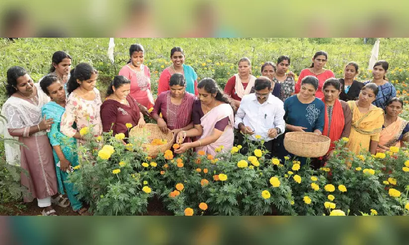 ചെണ്ടുമല്ലി കൃഷിയിൽ വിജയഗാഥ ചെണ്ടുമല്ലി കൃഷിയിൽ വിജയഗാഥ