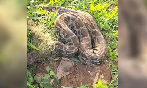 വലയിൽ കുടുങ്ങിയ പെരുമ്പാമ്പിന് രക്ഷകരായി നാട്ടുകാർ