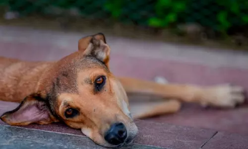 https://www.madhyamam.com/tags/street-dogs