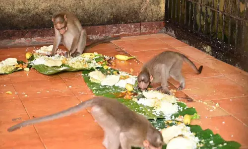 ശാസ്താംകോട്ട ക്ഷേത്രത്തിലെ വാനരസദ്യക്ക് തുടക്കം