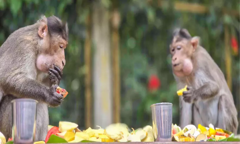 തലകീഴായി, കമ്പിൽ തൂങ്ങി വാനരർ ഓണസദ്യയുണ്ടു തലകീഴായി, കമ്പിൽ തൂങ്ങി വാനരർ ഓണസദ്യയുണ്ടു