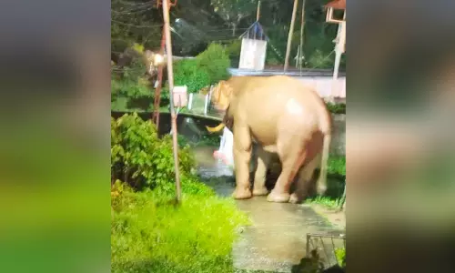 വീ​ണ്ടും കാ​ട്ടാ​ന​ക്ക​ലി ഭീ​തി​യി​ൽ മ​ല​യോ​രം