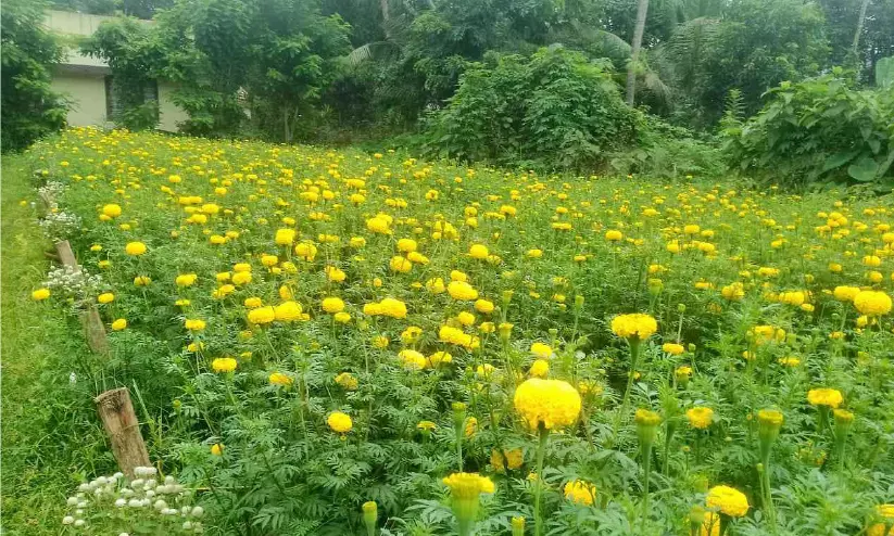 സ്വപ്നങ്ങൾക്ക് നിറംമങ്ങി; തോട്ടത്തിലെ പൂക്കൾ വിറ്റഴിക്കാതെ യുവകർഷകൻ സ്വപ്നങ്ങൾക്ക് നിറംമങ്ങി; തോട്ടത്തിലെ പൂക്കൾ വിറ്റഴിക്കാതെ യുവകർഷകൻ