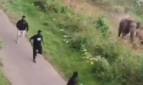 കാട്ടാനകളുടെ ആക്രമണ ശ്രമം; തലനാരിഴക്ക് രക്ഷപ്പെട്ട് വിനോദസഞ്ചാരികൾ