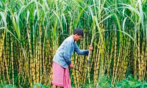 പഞ്ചസാര വിലക്കയറ്റം: ഉയർന്ന താങ്ങുവില ആവശ്യപ്പെട്ട് മഹാരാഷ്ട്രയിലെ കരിമ്പ് കർഷകർ പ്രക്ഷോഭത്തിൽ