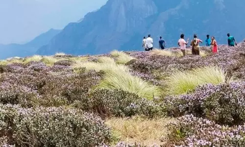 നീലക്കുറിഞ്ഞി കാണാൻ ചൊക്രമുടിയിലേക്ക് സഞ്ചാരികളുടെ ഒഴുക്ക്
