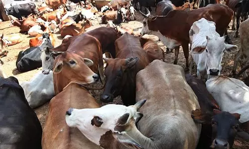 Cow Vigilantes Assault Dalit Man