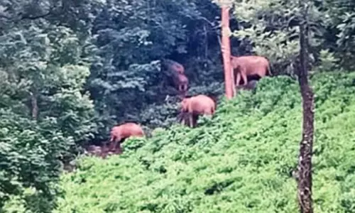 വന്യമൃഗശല്യത്തിന് അറുതിയില്ല; കർഷകർക്ക് വിളനാശം, നഷ്ടപരിഹാരം തുച്ഛം വന്യമൃഗശല്യത്തിന് അറുതിയില്ല; കർഷകർക്ക് വിളനാശം, നഷ്ടപരിഹാരം തുച്ഛം