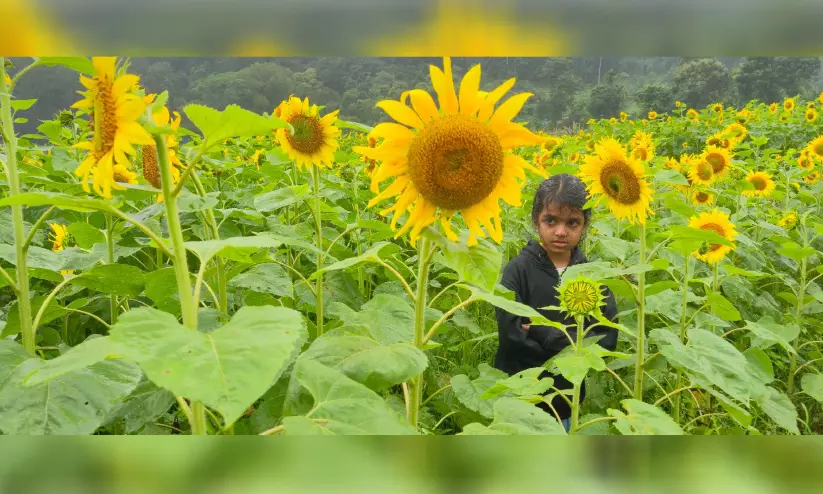 നിട്ടറയിൽ കാഴ്ചവസന്തമൊരുക്കി സൂര്യകാന്തിയും ചെണ്ടുമല്ലിയും നിട്ടറയിൽ കാഴ്ചവസന്തമൊരുക്കി സൂര്യകാന്തിയും ചെണ്ടുമല്ലിയും