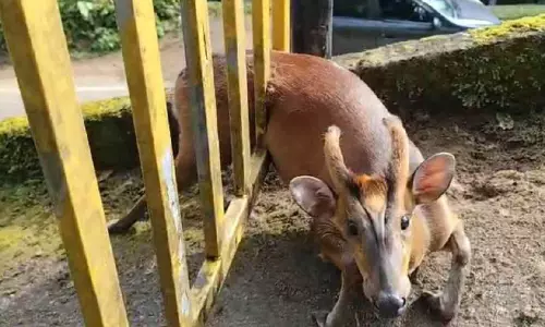 കാടിറങ്ങിയെത്തിയ കേഴമാൻ വീടിന്‍റെ ഗേറ്റിൽ കുടുങ്ങി വനപാലകരെത്തി രക്ഷിച്ചു