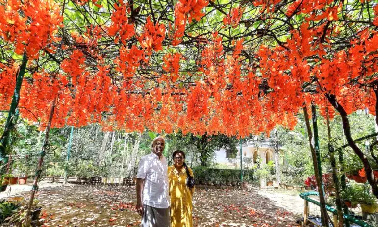 തളിക്കുളത്ത് പൂത്തുലഞ്ഞ് ജെയ്ഡ് വൈൻ തളിക്കുളത്ത് പൂത്തുലഞ്ഞ് ജെയ്ഡ് വൈൻ