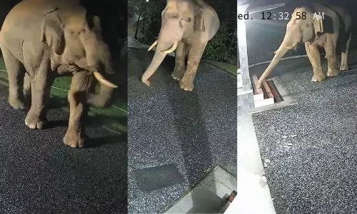 മുറ്റത്തുവന്നു, തലങ്ങും വിലങ്ങും നടന്നു, വരാന്തയിൽ മണംപിടിച്ചു, വാഴ പിഴുതു; പരിഭ്രാന്തി പരത്തി തിരിച്ചുപോയി കാട്ടാന മുറ്റത്തുവന്നു, തലങ്ങും വിലങ്ങും നടന്നു, വരാന്തയിൽ മണംപിടിച്ചു, വാഴ പിഴുതു; പരിഭ്രാന്തി പരത്തി തിരിച്ചുപോയി കാട്ടാന