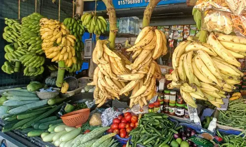 ഓണം കഴിഞ്ഞിട്ടും വിലതാഴാതെ ഞാലിപ്പൂവനും നേന്ത്രനും ഓണം കഴിഞ്ഞിട്ടും വിലതാഴാതെ ഞാലിപ്പൂവനും നേന്ത്രനും