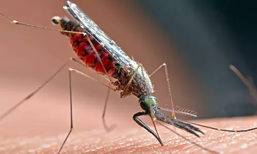 mosquito mosquito