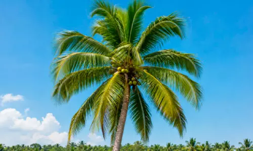 തെങ്ങിനെ തോട്ടവിളയാക്കുന്നത് പരിശോധിക്കും -മുഖ്യമന്ത്രി തെങ്ങിനെ തോട്ടവിളയാക്കുന്നത് പരിശോധിക്കും -മുഖ്യമന്ത്രി